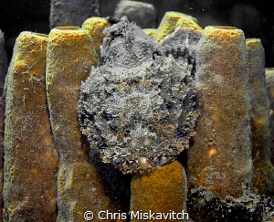 Scorpion Fish hiding in soft coral by Chris Miskavitch 